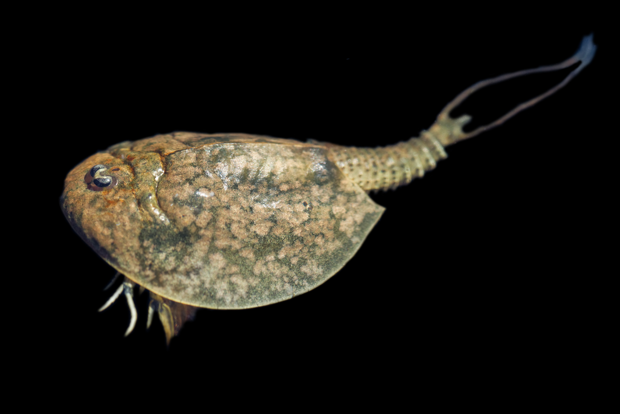 Lepidurus arcticus